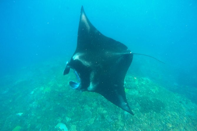 Bali Scuba Diving at Nusa Penida Manta Point For Certified Diver - Manta Point Diving Experience Details