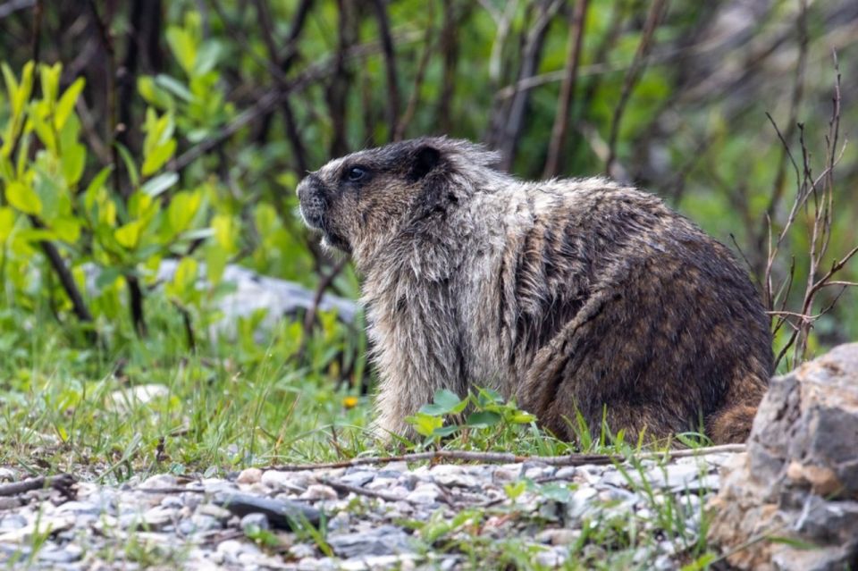 Banff: Go Chasing Waterfalls in Banff & Yoho National Parks