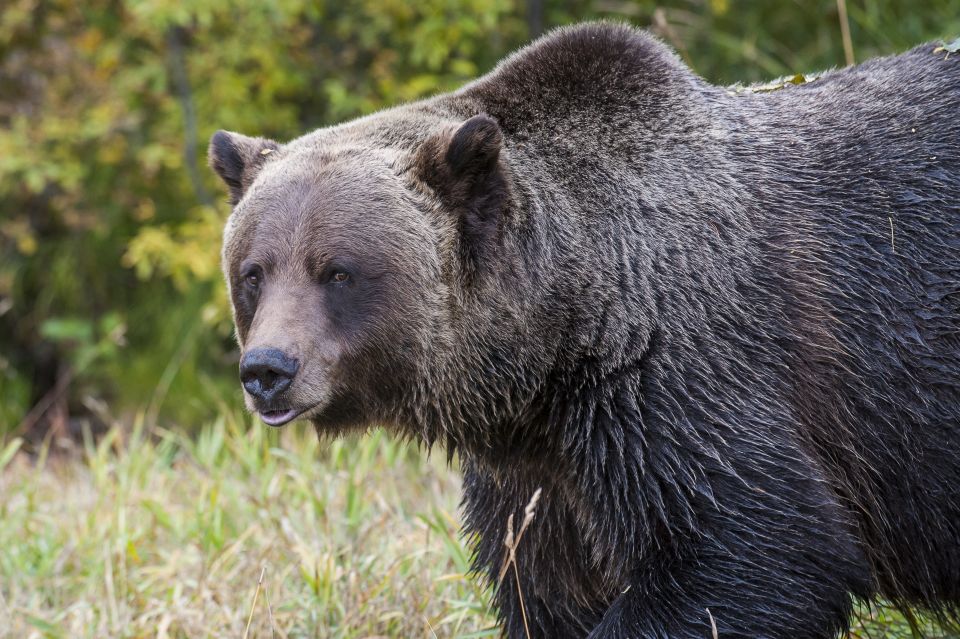 Banff: Grizzly Bear Refuge Tour With Lunch - Experience Highlights