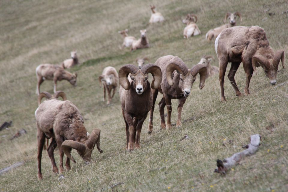 Banff: Highlights and Wildlife Group Tour - Tour Overview