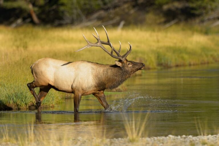 Banff: Wildlife on the Bow River Big Canoe Tour