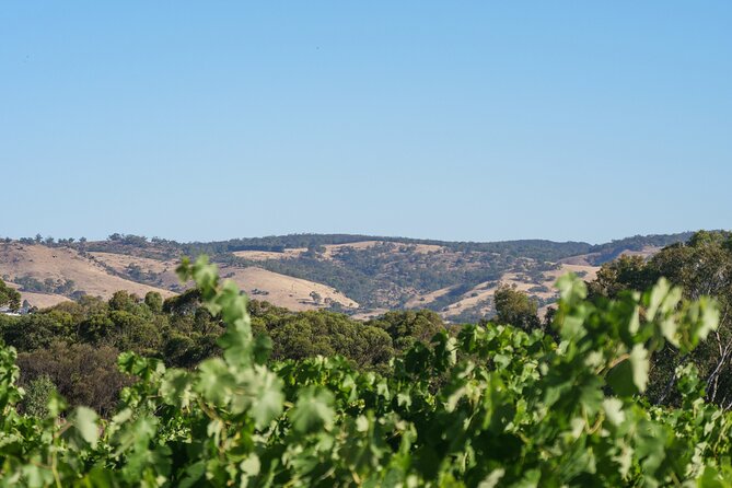 Barossa Bespoke Tours - a Full Day Private Tour to the Barossa Valley - Traveler Reviews