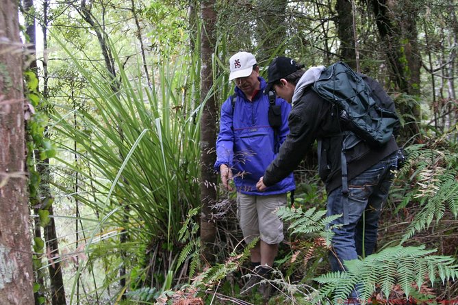 Bay of Islands Shore Excursion: Puketi Rainforest Guided Walk - Tour Highlights
