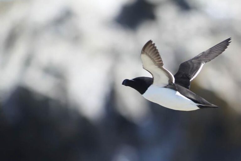 Berthier-sur-Mer: Razorbill Penguin Observation Cruise