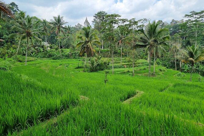 Best Lombok Rice Terrace Walking Tour With Waterfall & Monkey - Tour Highlights and Itinerary