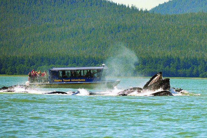 Best of Juneau: Mendenhall Glacier, Whale Watching and Salmon Bake - Tour Highlights and Inclusions