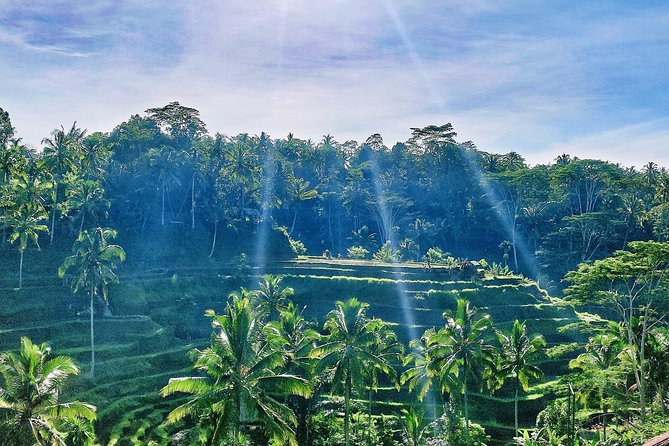 Best of Ubud - Full Day Tour FREE WI-FI - Included Activities