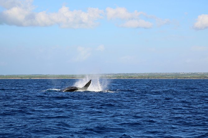 Big Island Kohala Coast Morning Whale Watch Cruise  – Big Island of Hawaii
