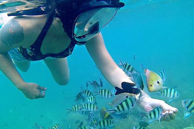 Bintan Private Guided Trikora Beach Snorkeling Trip  - Lagoi - Traveler Highlights