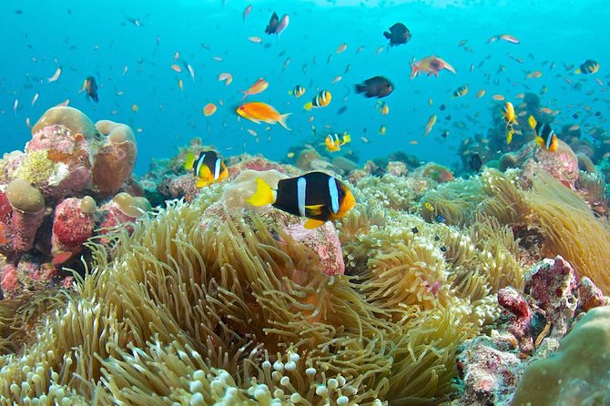 Bloo Lagoon Snorkeling East Bali Includes Transportation & Lunch