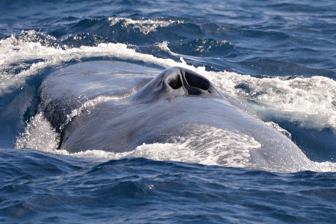 Blue Whale Perth Canyon Expedition - Tour Options and Pricing