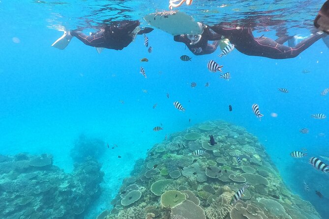 Boat Snorkeling Trip 2 Rounds at Minna Isl or Sesoko , Okinawa - Confirmation and Requirements