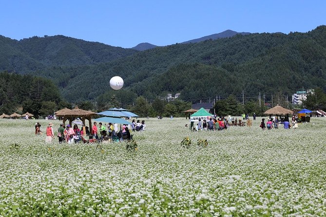 Bongpyeong Buckwheat Flower FestivalPyeongchang Zinnia Festival