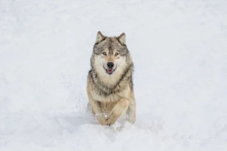Bozeman: Yellowstone Wolves and Winter 4Day/3Night Adventure