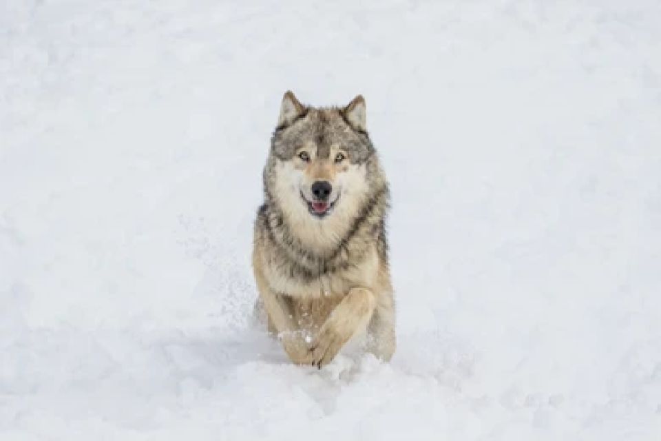 Bozeman: Yellowstone Wolves and Winter 4Day/3Night Adventure - Activity Details