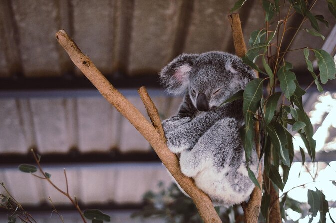 Brisbane River Cruise With Entry to Lone Pine Koala Sanctuary