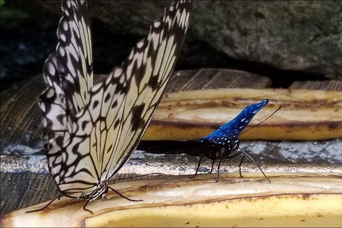 Butterfly Rainforest at Florida Museum of Natural History Ticket - Weather Cancellation Policies