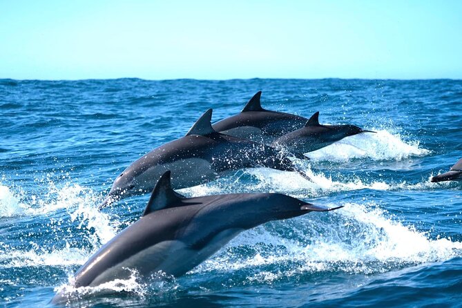 Byron Bay Dolphin Tour - Ocean Safari - Tour Overview