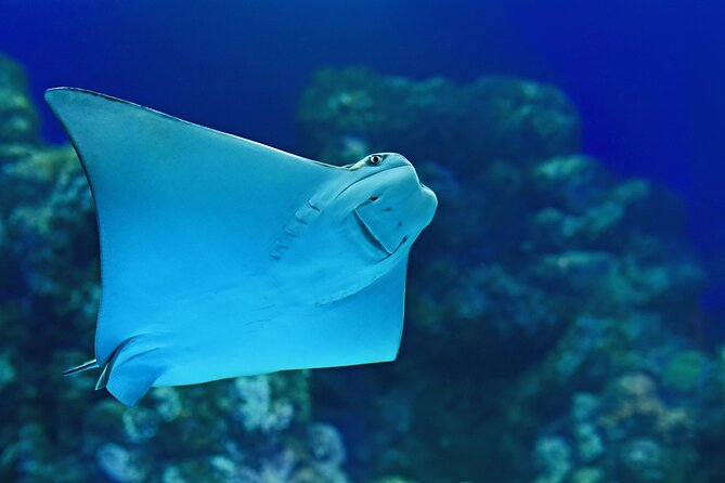 Cairns Aquarium Marine Life Encounter Ticket - Reviews and Ratings