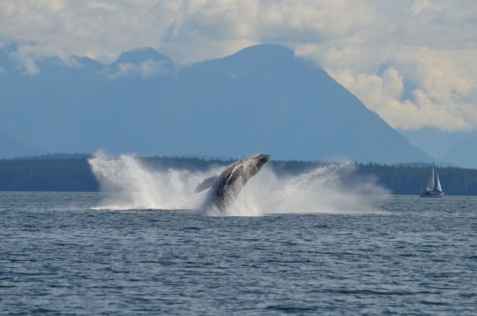 Campbell River: 6-Hour Whale Watching Boat Tour - Booking Details and Options
