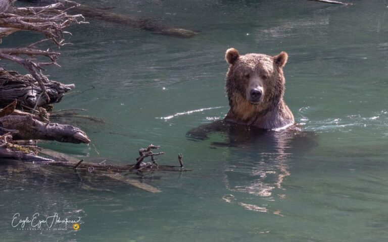 Campbell River: Full-Day Grizzly Bear Tour