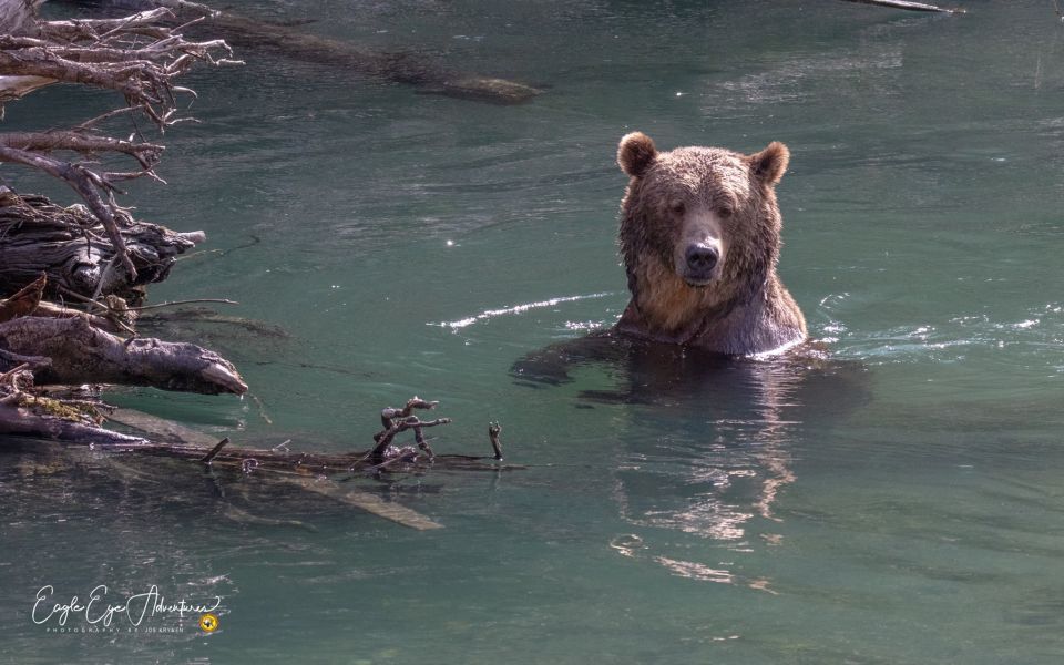 Campbell River: Full-Day Grizzly Bear Tour - Tour Duration and Guide Availability