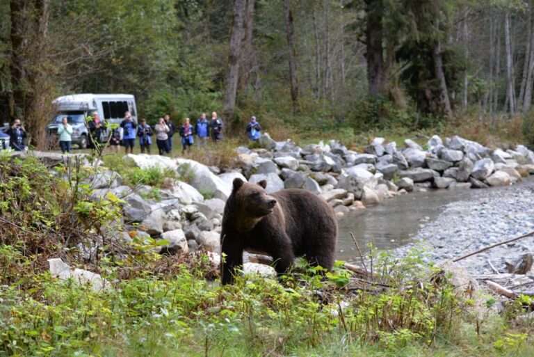 Campbell River: Grizzly Bear-Watching Tour With Lunch