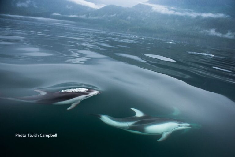 Campbell River: Salish Sea Whale Watching Adventure