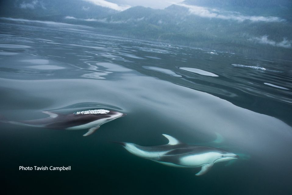 Campbell River: Salish Sea Whale Watching Adventure - Activity Details