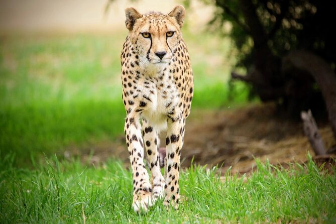 Cheetah Encounter at Werribee Open Range Zoo – Excl. Entry