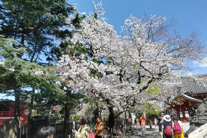 Cherry Blossom Highlights, Asakusa, Ueno & Meiji Shrine