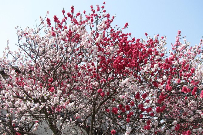 Cherry Blossom Highlights, Asakusa, Ueno, Yanaka