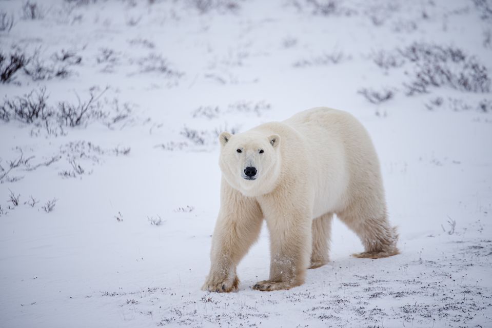 Churchill: Exclusive Tundra Buggy Day Trip