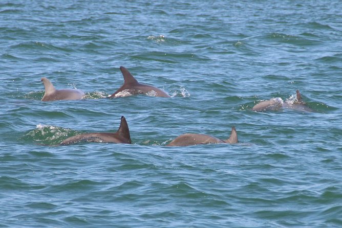 Clearwater Encounters With Dolphins Tour - Inclusions