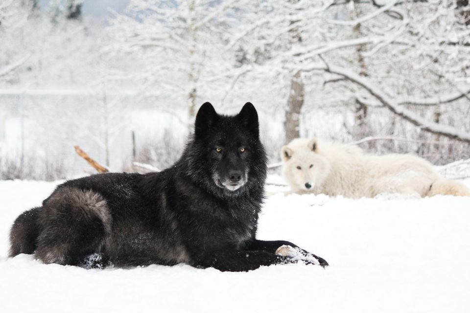 Cochrane: Yamnuska Wolfdog Sanctuary Tour