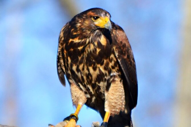 Colorado Springs Hands-On Falconry Class and Demonstration - Experience Details