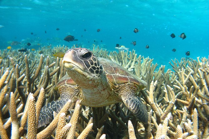 Coral Bay 3-Hour Turtle Ecotour - Logistics and Accessibility