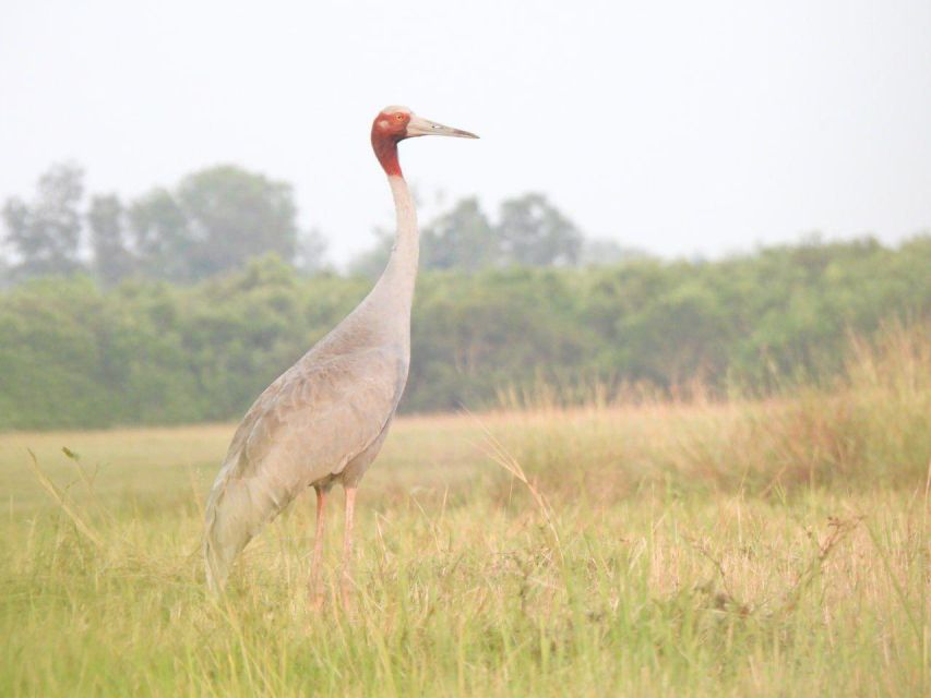 CRANES OF THE MEKONG by Discovery Center, Kep West - Booking Details