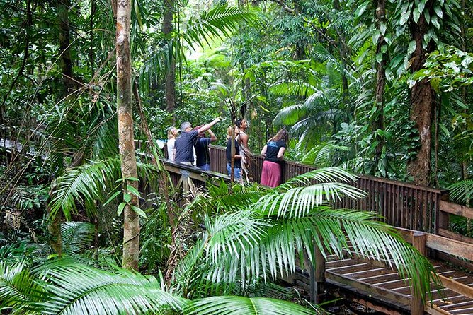 Daintree Rainforest and Mossman Gorge: Full or Half Day Tour