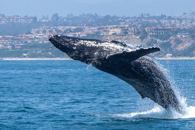 Dana Point Dolphin and Whale Watching Eco-Safari - On-Board Activities and Features