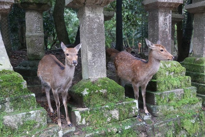Day Trip to Nara From Osaka or Kyoto, World Heritage Sites and Deer Park Tour - Tour Options and Pricing