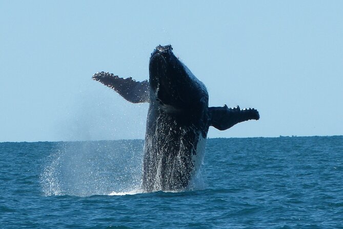 Deluxe Mega Fauna Humpback or Whaleshark Swim Ningaloo Reef