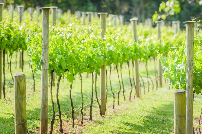 Deluxe Wine Tour to Tamborine Mountain, Includes Two Course Lunch