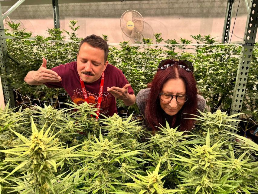 Denver: Private Luxury Cannabis Tour - Experience Highlights