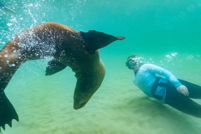 Dolphin and Seal Swim Reef Snorkel Boat Tour Mornington Peninsula - Tour Duration and Location