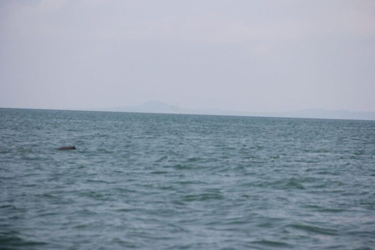 DOLPHIN COASTAL EXPEDITION by Discovery Center, Kep West