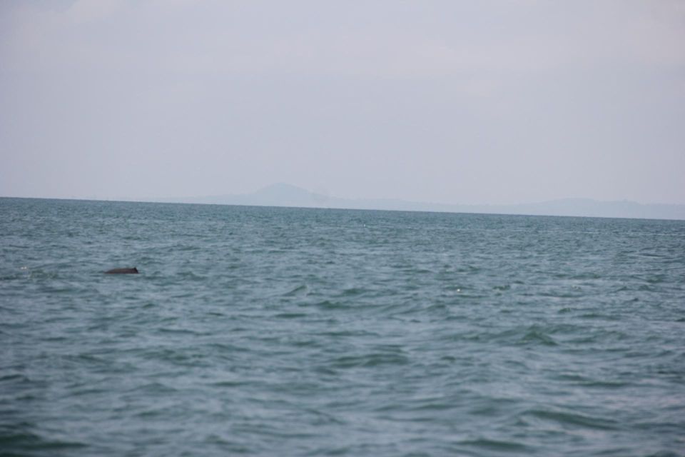 DOLPHIN COASTAL EXPEDITION by Discovery Center, Kep West - Activity Details