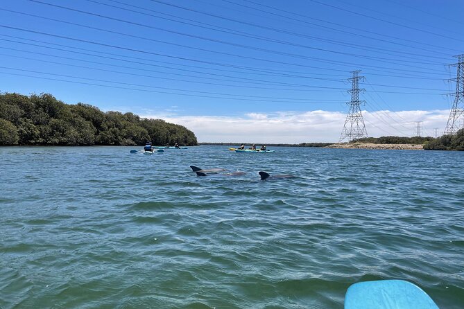 Dolphin Sanctuary Kayak Tour Adelaide - Tour Highlights