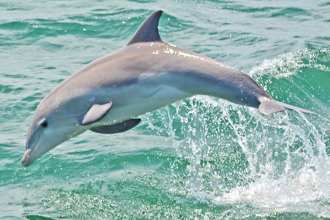 Dolphin Watching Around Cape May - Traveler Feedback and Ratings