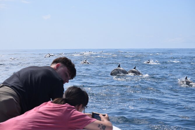 Dolphin & Whale Watching - Inclusions